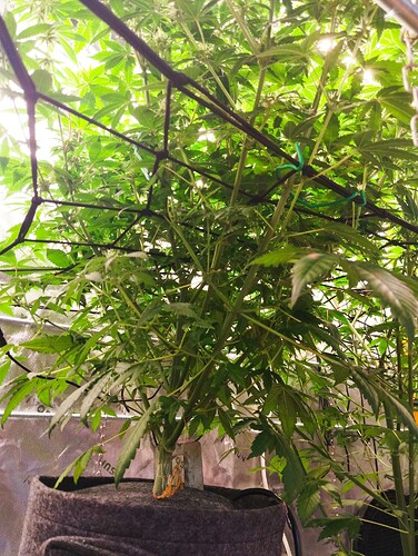 Growreport Bild 10