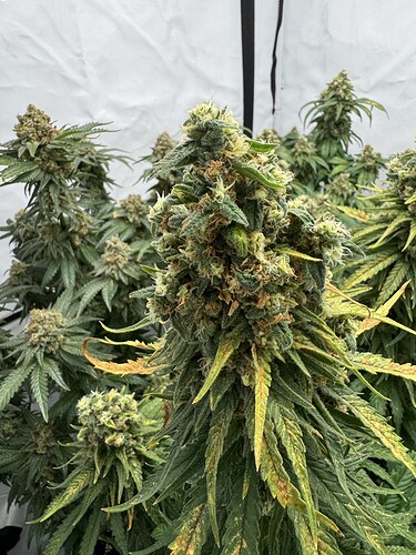 Growreport Bild 3