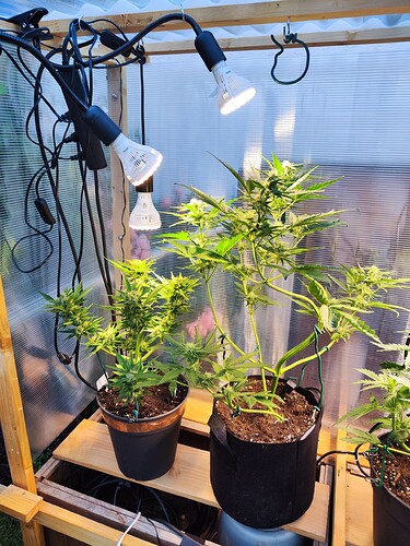 Growreport Bild 41