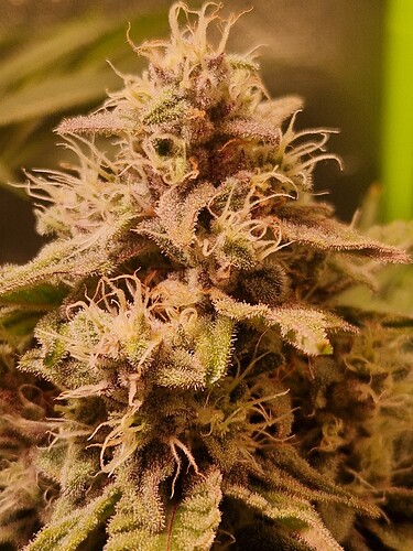 Growreport Bild 11