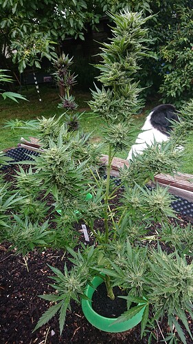 Growreport Bild 19