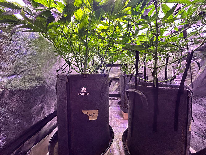 Drei Cannabis-Pflanzen in Rooties-Stofftöpfen in einem Growzelt, eine Pflanze ist mit 'Zoap' beschriftet.