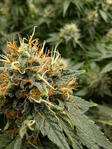 Growreport Bild 5