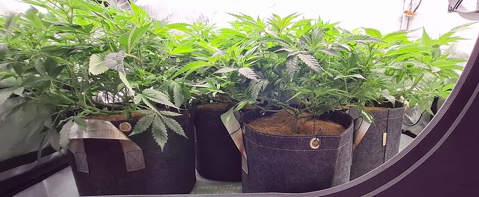 Growreport Bild 3