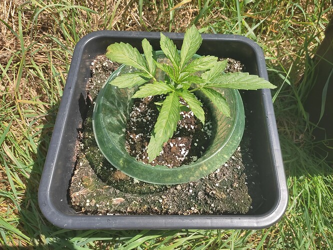 Growreport Bild 2
