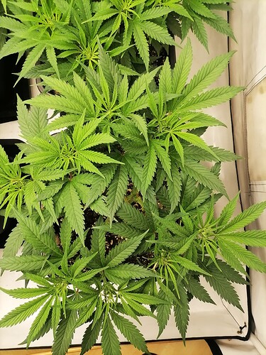 Growreport Bild 21