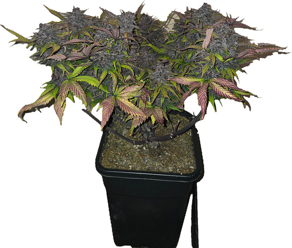 Growreport Bild 7