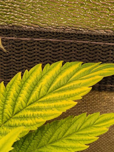 ResizedImage_2025-01-19_15-13-13_1