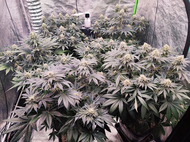Growreport Bild 107