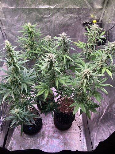 Growreport Bild 1