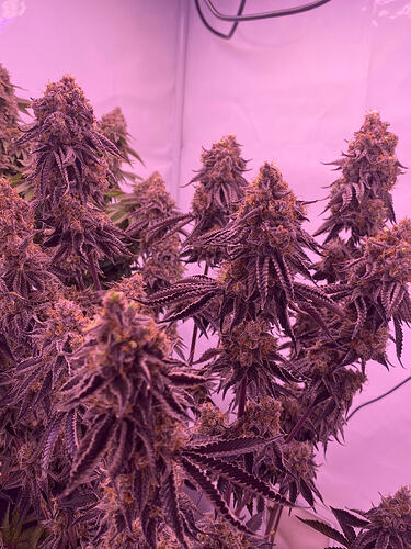 Growreport Bild 4