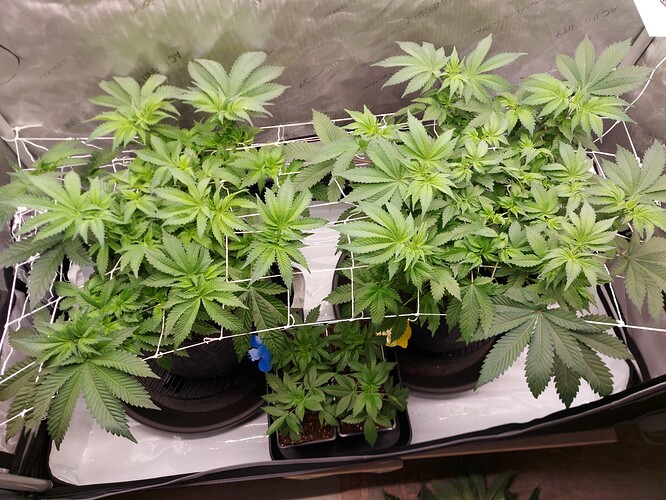 Growreport Bild 1