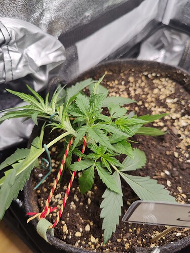 3_LST
