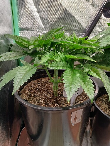 Growreport Bild 5