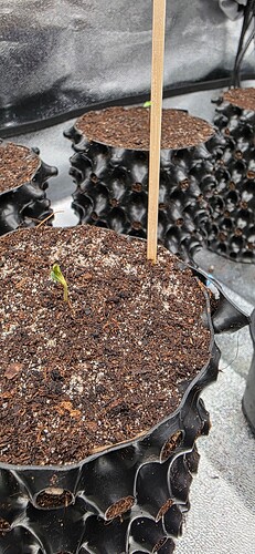 Growreport Bild 32