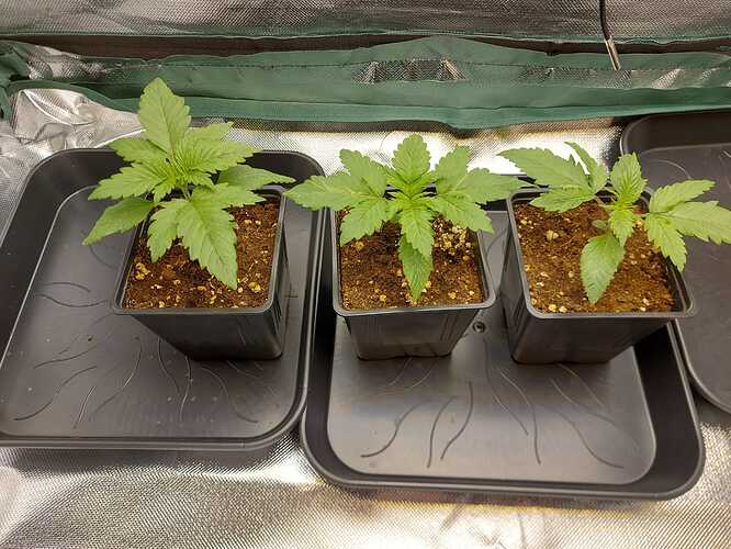 Growreport Bild 15