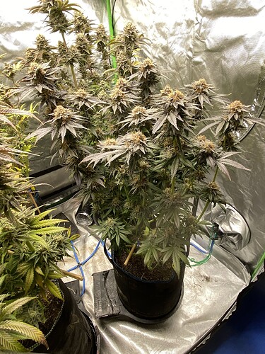 Growreport Bild 31