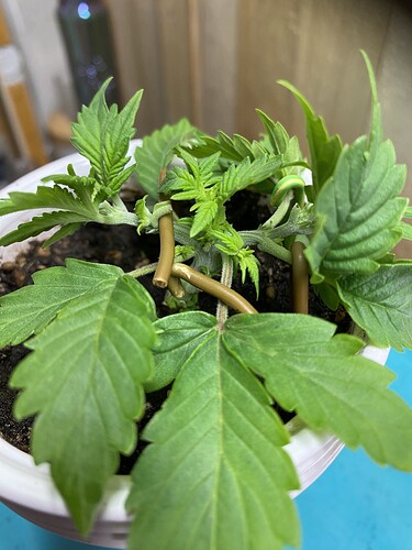 Growreport Bild 43