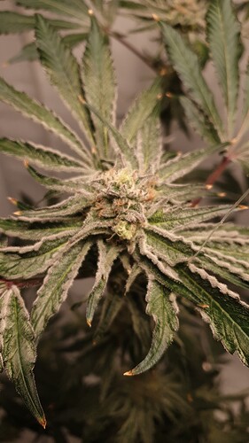 Growreport Bild 2
