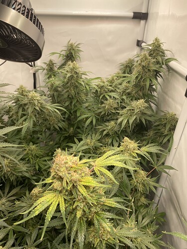 Growreport Bild 3