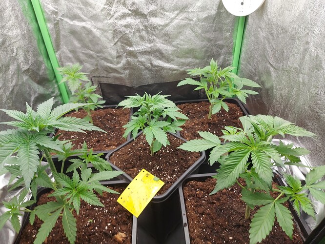 Growreport Bild 6