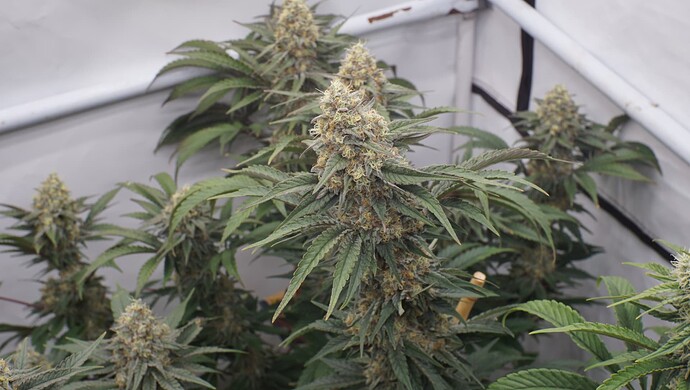 Growreport Bild 4