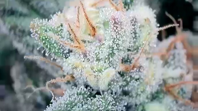 Growreport Bild 8
