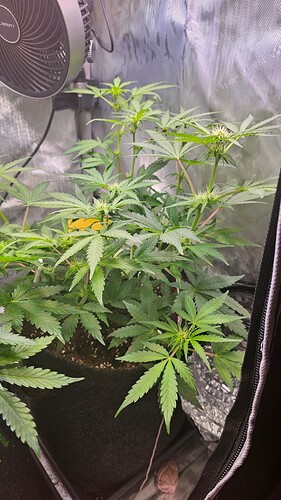 Growreport Bild 34