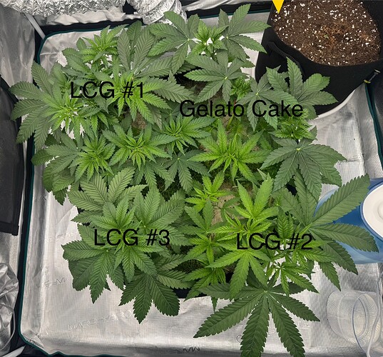 Growreport Bild 4