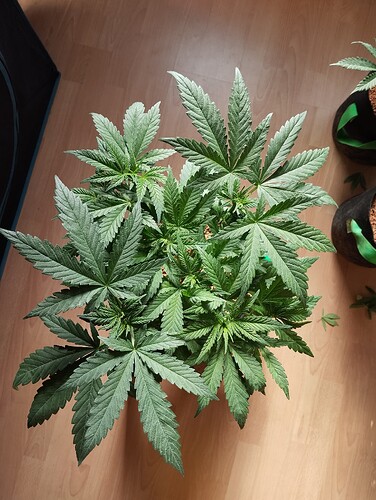 Growreport Bild 13