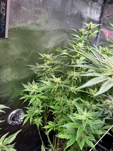 Growreport Bild 30