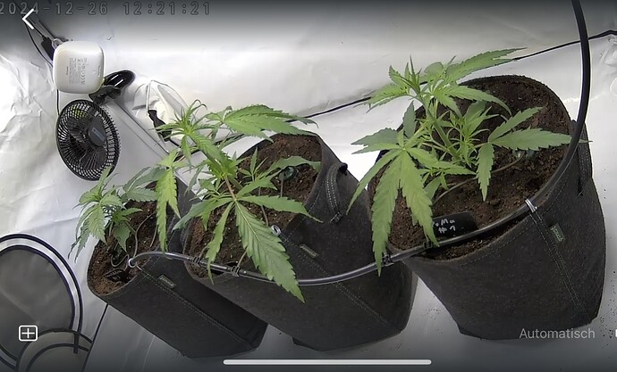 Growreport Bild 1