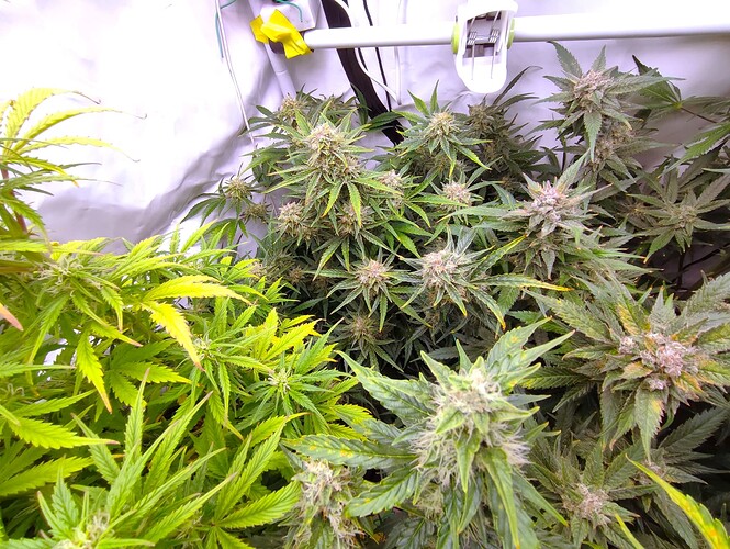 Growreport Bild 74