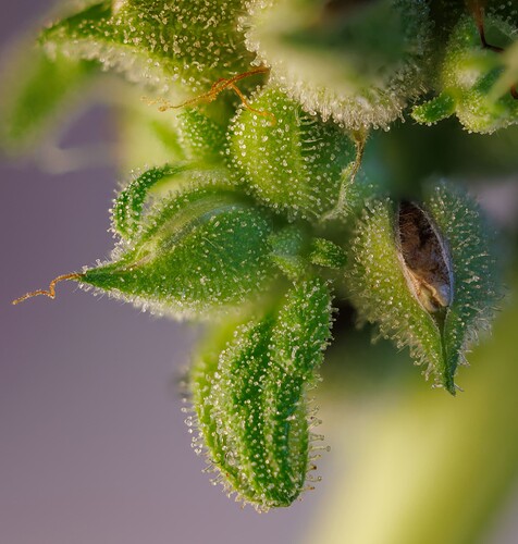 Growreport Bild 7