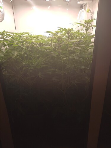 Growreport Bild 20