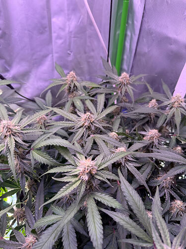 Growreport Bild 49