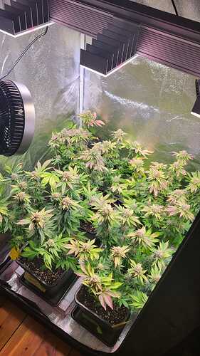 Growreport Bild 6