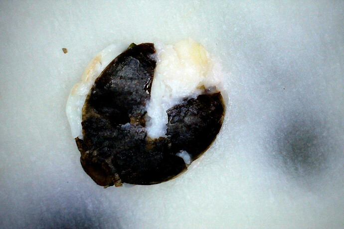 Grow25_0704_SRseed_2-Aloe