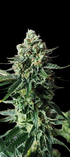 Growreport Bild 2