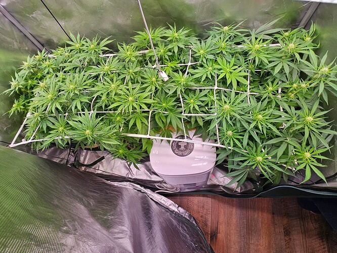Growreport Bild 6