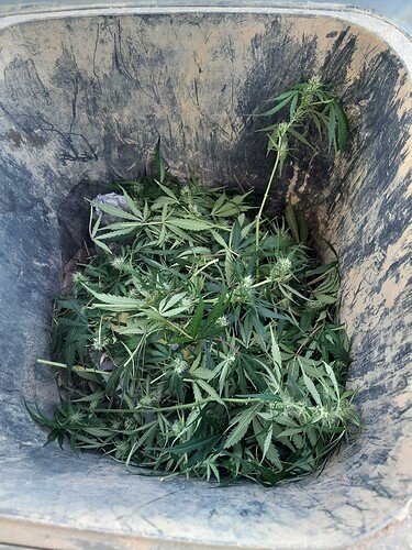 Growreport Bild 1