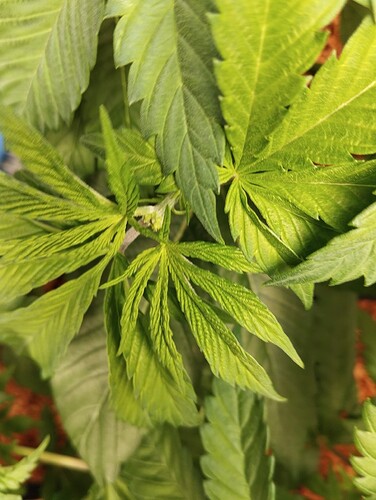 Growreport Bild 3