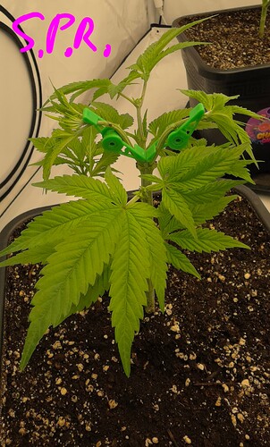 Growreport Bild 19