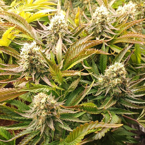 Growreport Bild 20