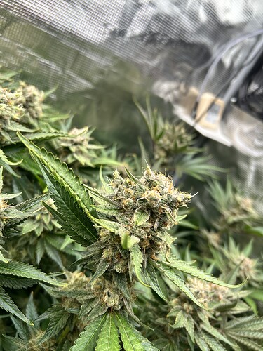 Nahaufnahme einer blühenden Cannabispflanze mit dichten, harzigen Blütenständen und grünen Blättern.