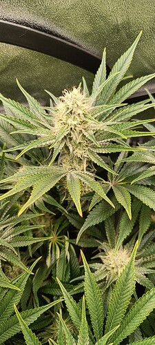 Growreport Bild 1