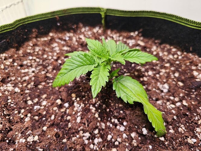 Growreport Bild 4