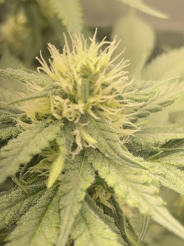 Growreport Bild 6