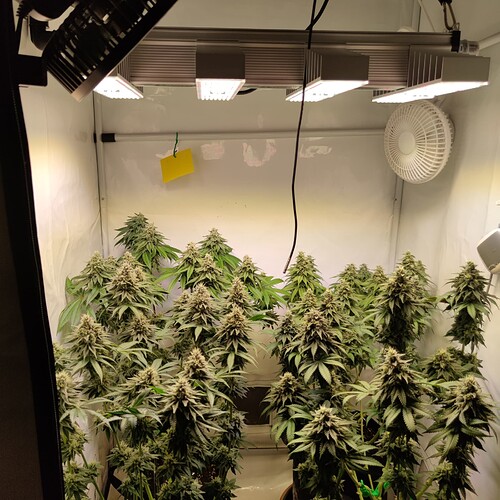 Growreport Bild 12