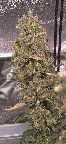 Growreport Bild 6